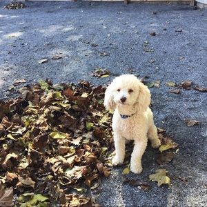 Meet your Posher, Nyomi